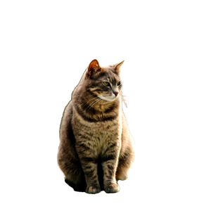 A Calm Tabby Cat Sitting On A Stone Wall In An Urban Setting, Looking Thoughtful. 14457 - Cat PNG image with transparent background